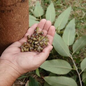 eucalyptos-sporoi-eucalyptus.gr