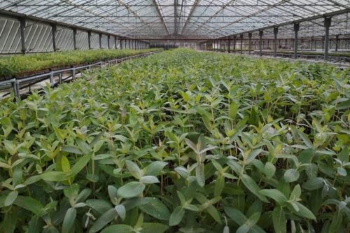 Φυτωριακή Εγκατάσταση - Eucalyptus.gr