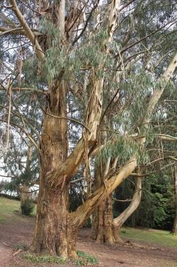 Ευκάλυπτος Nitens - eucalyptus.gr