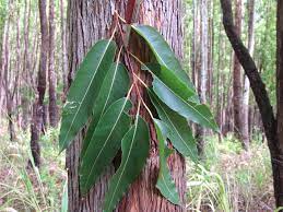 Ευκάλυπτος Urophylla - eucalyptus.gr