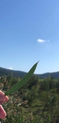 Ευκάλυπτος Polybractea - Περιγραφή Ευκαλύπτου - eucalyptus.gr