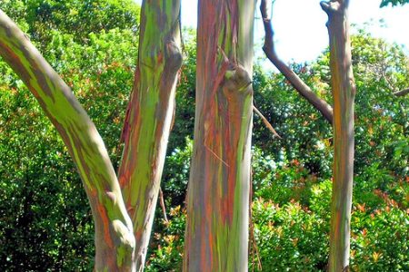 Eucalyptus_deglupta-trees