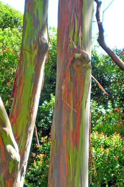 Eucalyptus_deglupta-trees