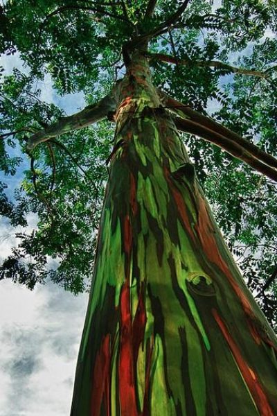 eucalyptos-rainbow-eucalyptus.gr_